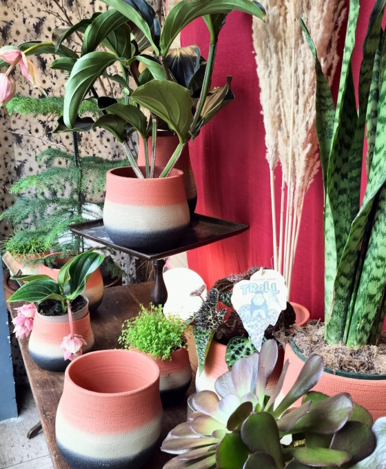 Regalar Plantas en Irún