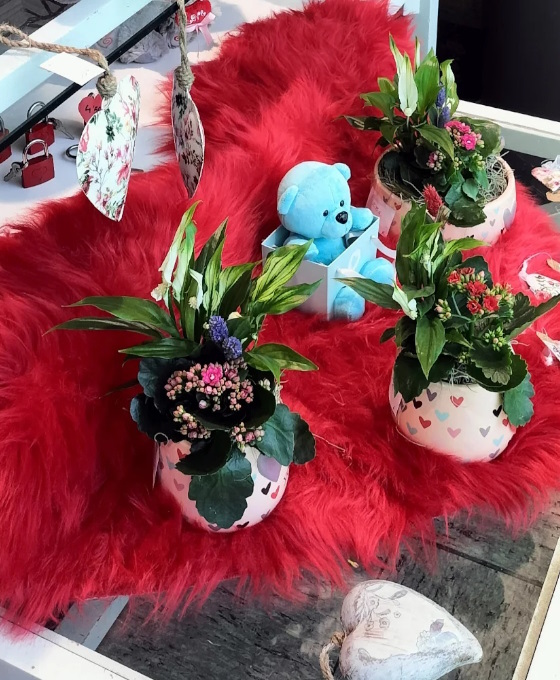 Plantas de regalo con macetas decorativas